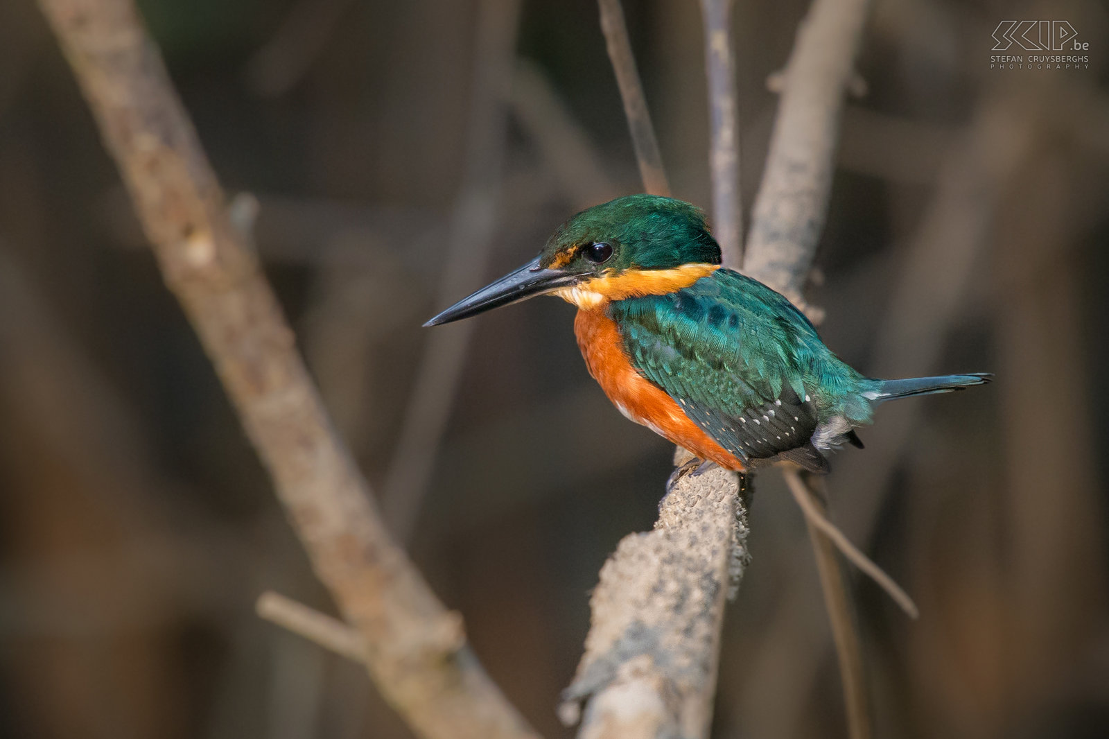 Tarcoles river - American pigmy kingfisher The American pygmy kingfisher (chloroceryle aenea) is a resident breeding bird in the mangroves of Tarcoles. It is one of the smallest kingfishers in the world. It is 13 cm long and weighs 18g.  Stefan Cruysberghs